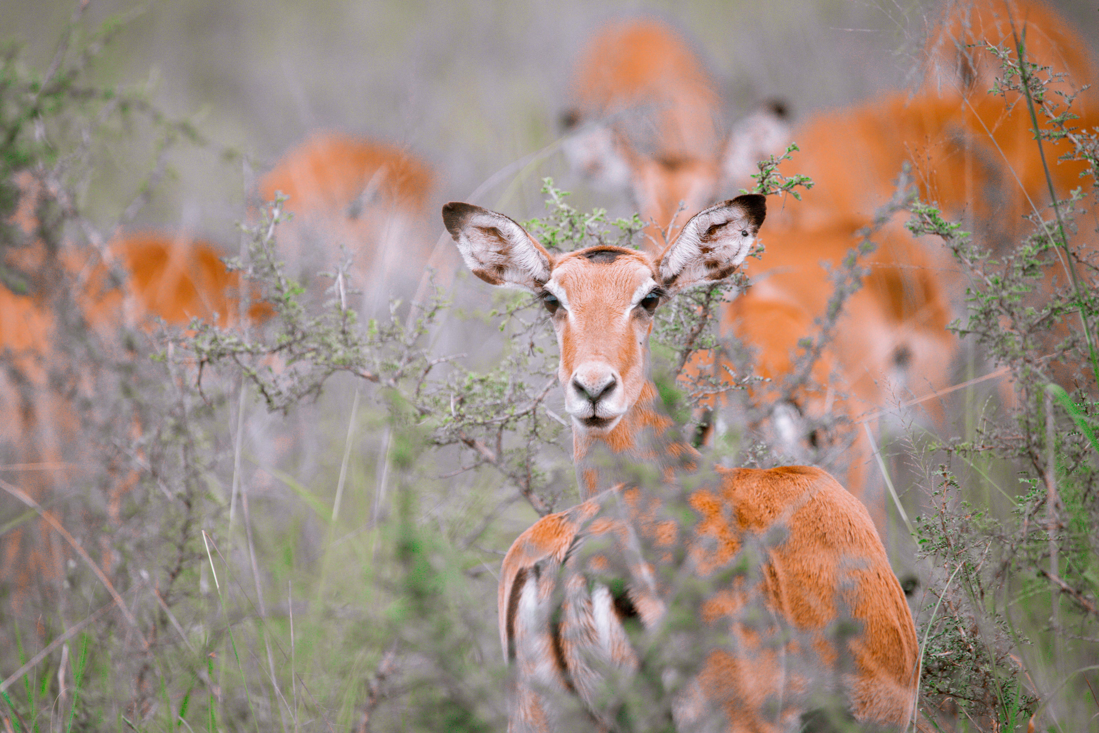 Akagera National Park