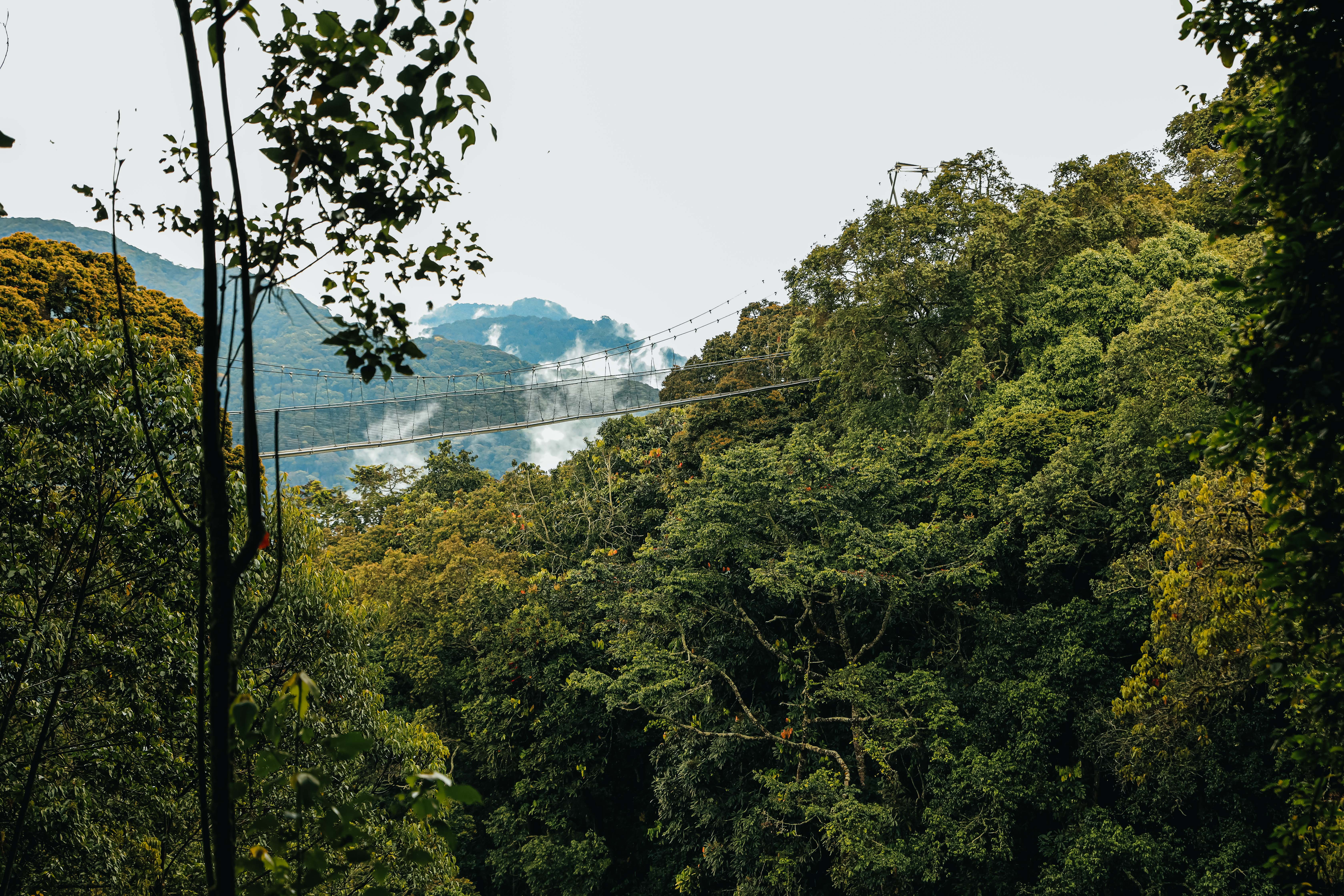 1-Day Nyungwe Canopy Walkway Tour