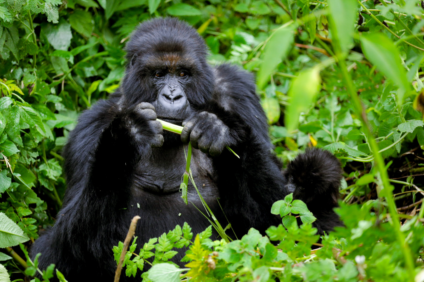 1-Day Gorilla Trekking Safari in Rwanda